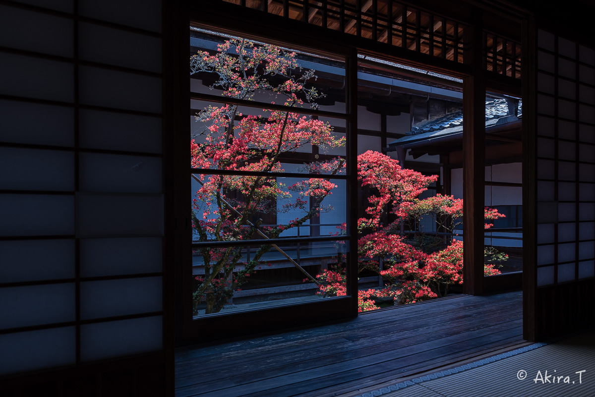 妙心寺 大心院の霧島ツツジ 〜2〜_f0152550_2320880.jpg