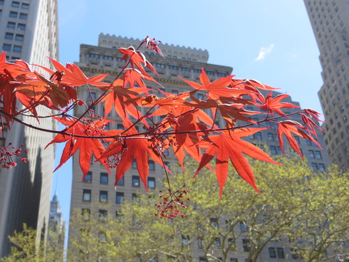 春の楓　Maple tree in spring_d0008852_1394278.jpg