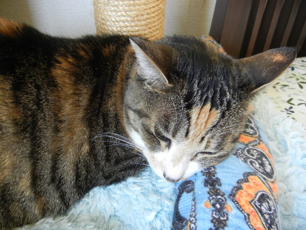 ’15,5,2(土)今日も夏日~!_f0060461_9262845.jpg
