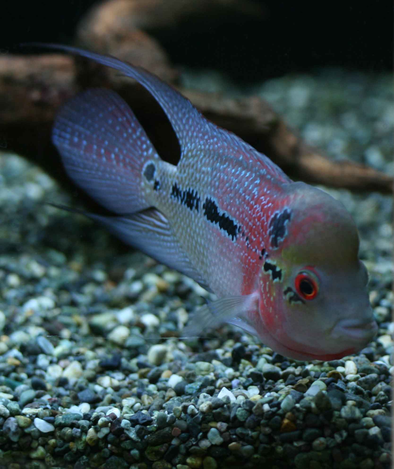 おでこ こぶ ビーボックスアクアリウム松戸店 熱帯魚 水草情報 おでこ こぶ ビーボックスアクアリウム松戸店 熱帯魚 水草情報