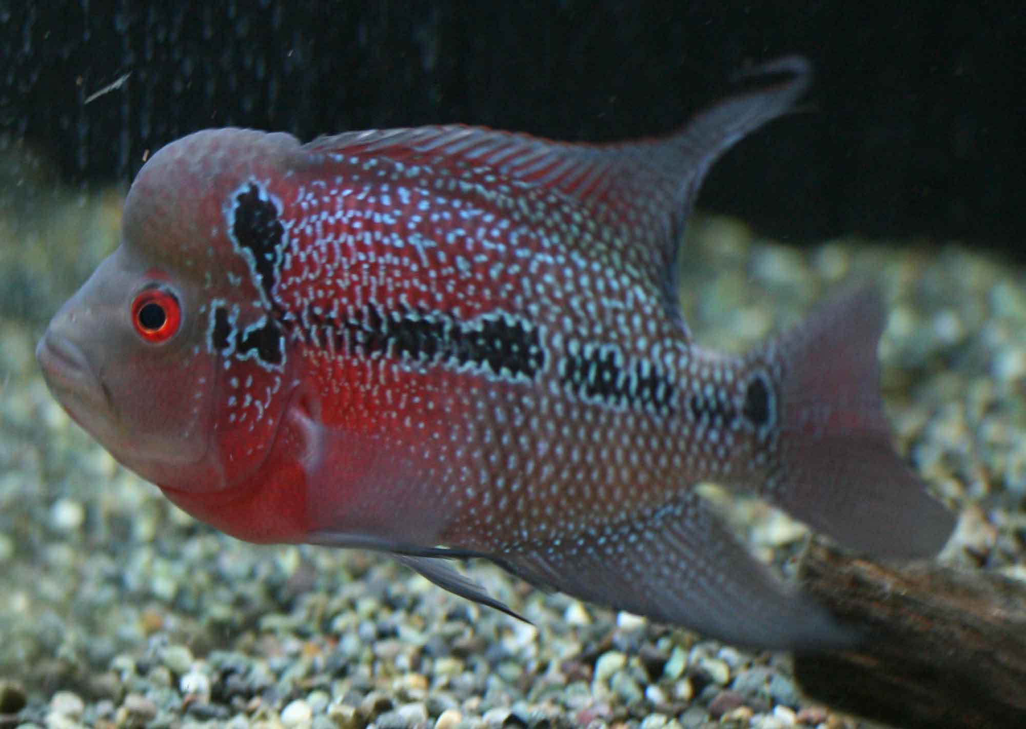 おでこ こぶ ビーボックスアクアリウム松戸店 熱帯魚 水草情報 おでこ こぶ ビーボックスアクアリウム松戸店 熱帯魚 水草情報