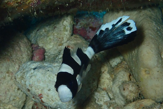 e0132965_1403455.jpg