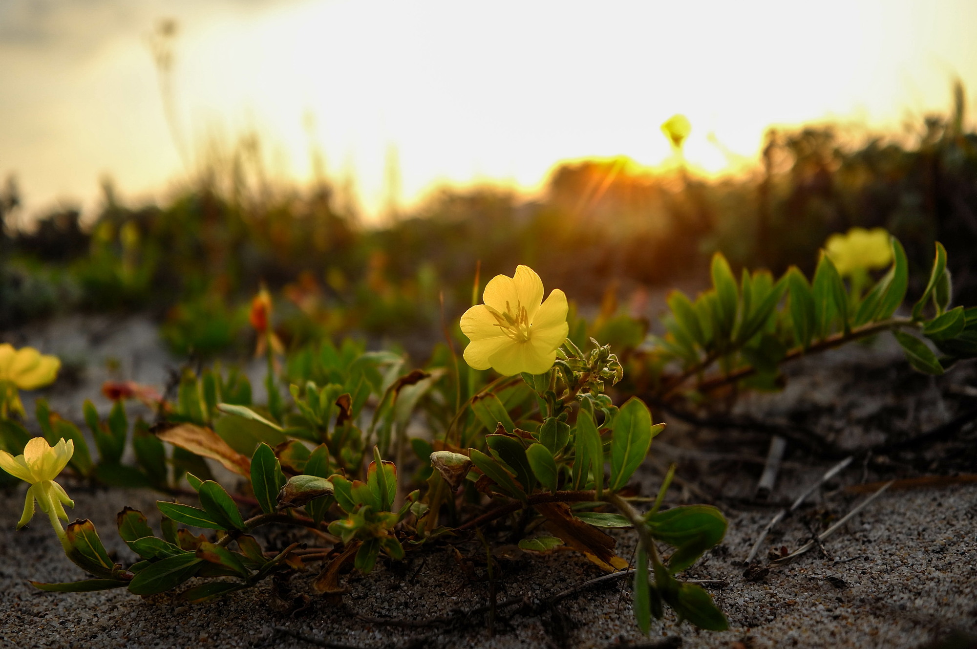 海辺の花々をライカＸで撮る_e0015567_21333359.jpg