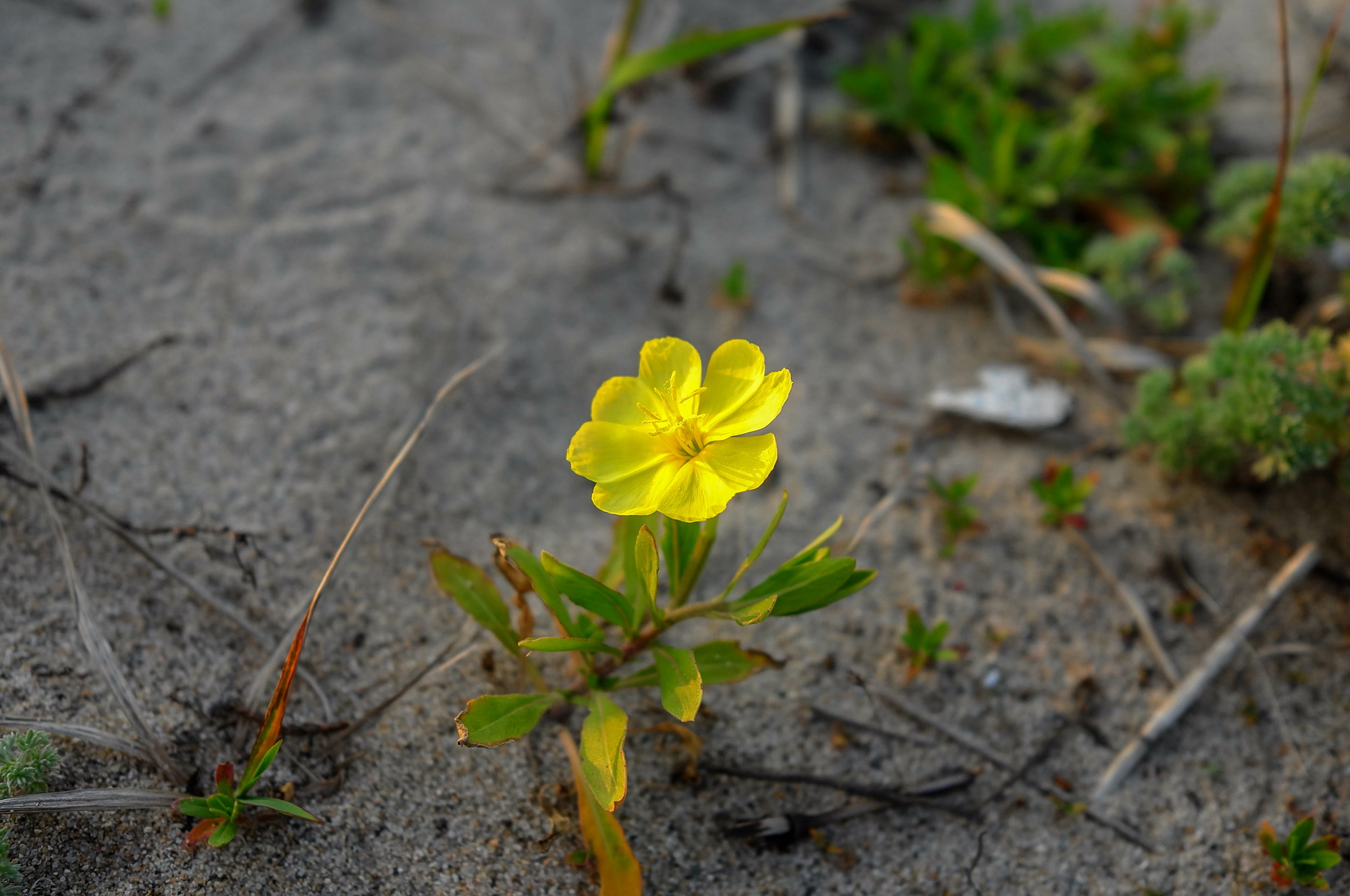 海辺の花々をライカＸで撮る_e0015567_21334562.jpg