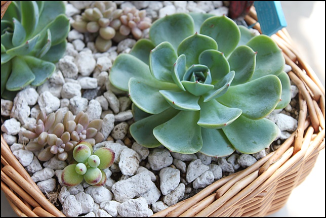 七福神と八千代 多肉メモ