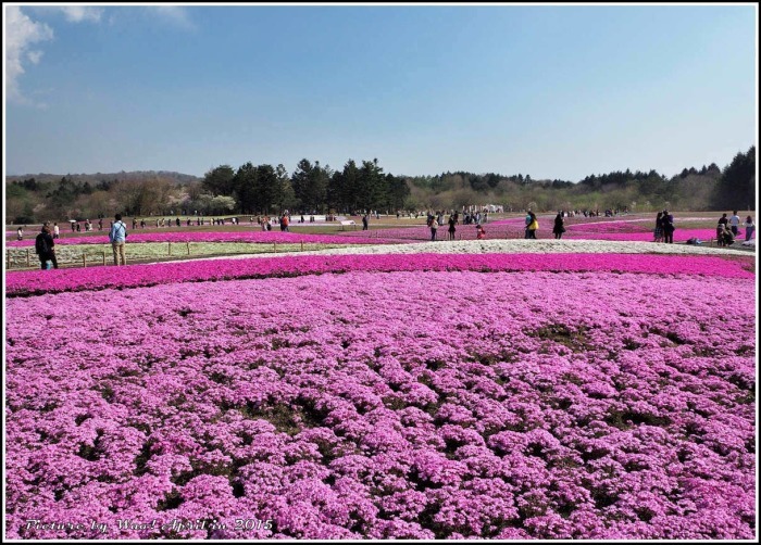 富士五湖と富士芝桜_c0198669_17194594.jpg