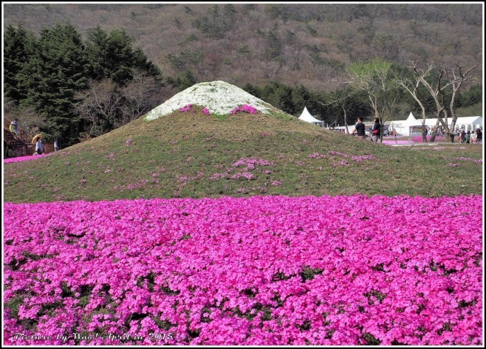 富士五湖と富士芝桜_c0198669_17200549.jpg