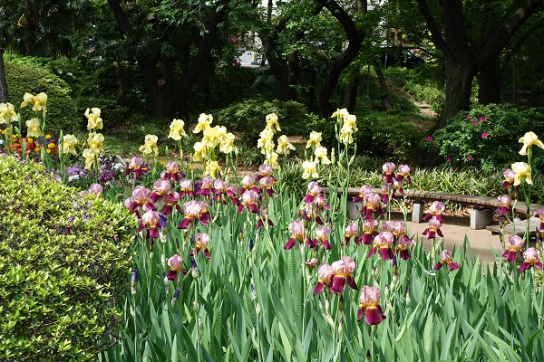 東京街歩き、東大医科研病院　_d0193569_1142496.jpg