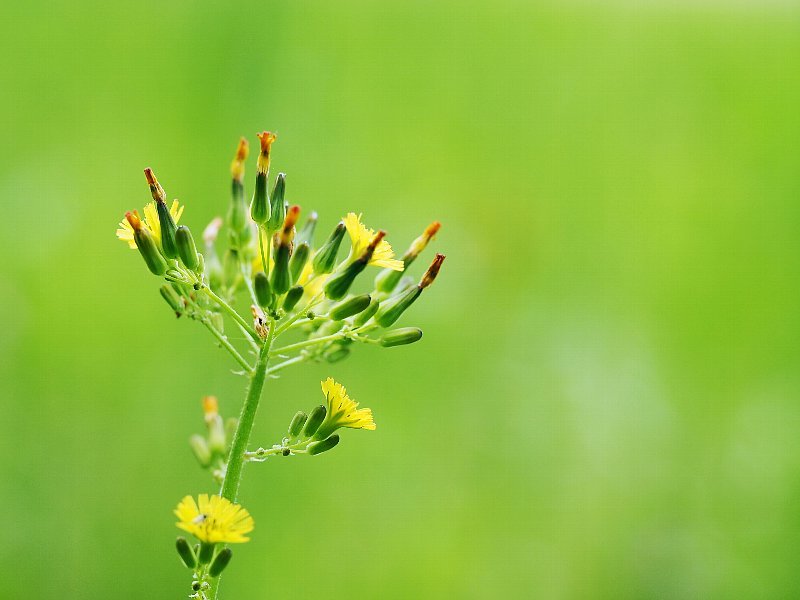 野の花　マクロで！　４_a0330871_10405844.jpg