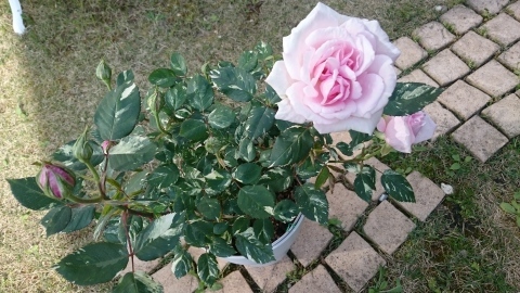 斑入りの薔薇ヘルシューレン はぴねすrose 5児の母の暮らし