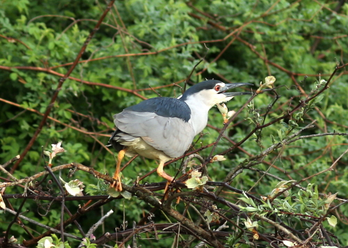 ゴイサギ飛来とホンシュウジカに遭遇_d0262476_4492068.jpg