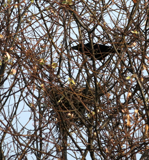 ゴイサギ飛来とホンシュウジカに遭遇_d0262476_449947.jpg