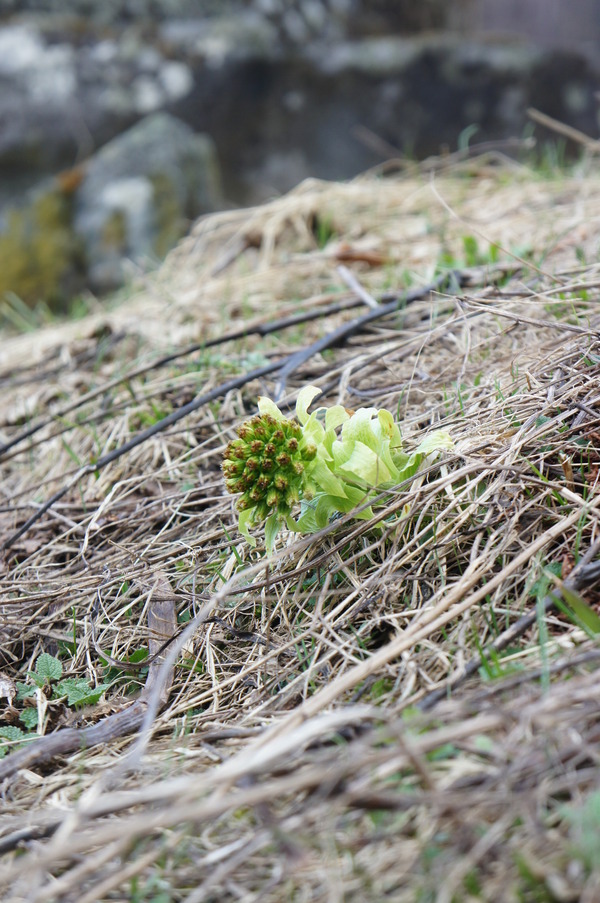 まゆみの新芽_f0235376_0153717.jpg