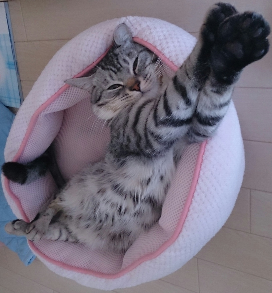 あついですね~~~_c0245679_17002872.jpg