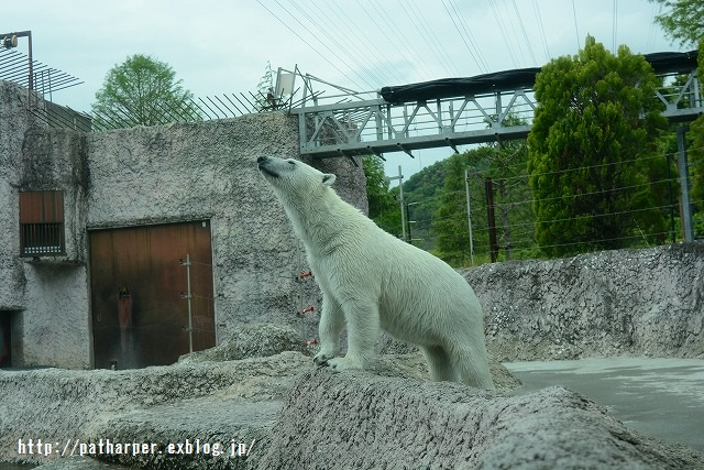 ２０１５年４月　ほぼ毎月とくしま動物園　その１_a0052986_033873.jpg