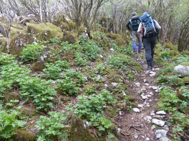 京の丈山へ柏川第一登山口から_f0357487_225653.jpg