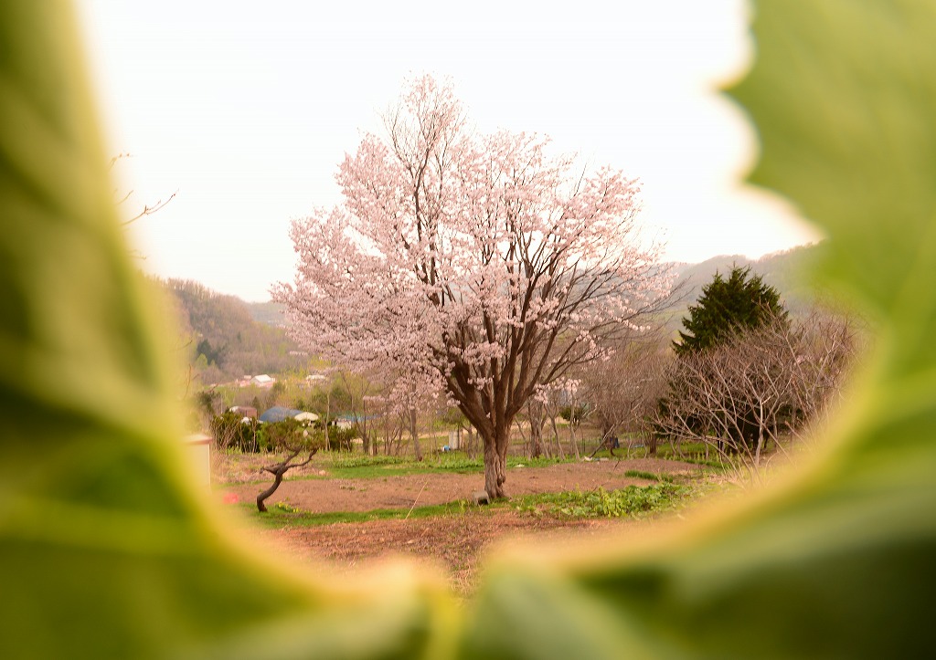 桜・・・北の沢付近_c0240388_16251346.jpg