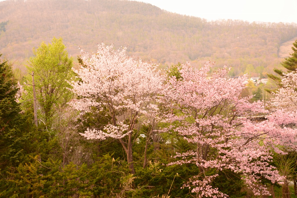 桜・・・北の沢付近_c0240388_1625270.jpg