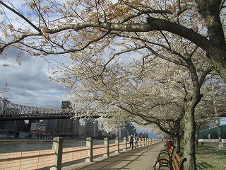 ルーズベルト島の桜_b0209691_1142484.jpg