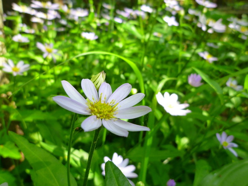 都忘れの頃。_d0087595_11302147.jpg