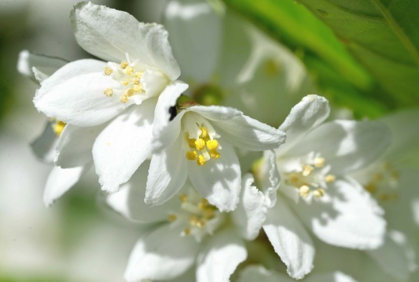 卯の花のにおう季節 旅のかほり 卯の花のにおう季節 旅のかほり