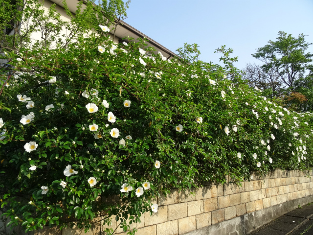 c0125501_9371794.jpg