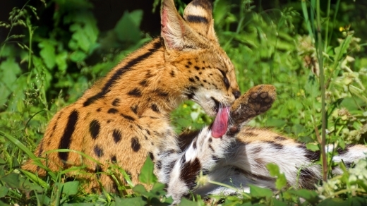 多摩動物園（サーバル）_a0338303_00224146.jpg