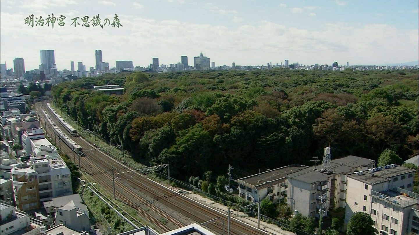 NHKスペシャル「明治神宮　不思議の森～100年の大実験～」_b0163004_06551411.jpg