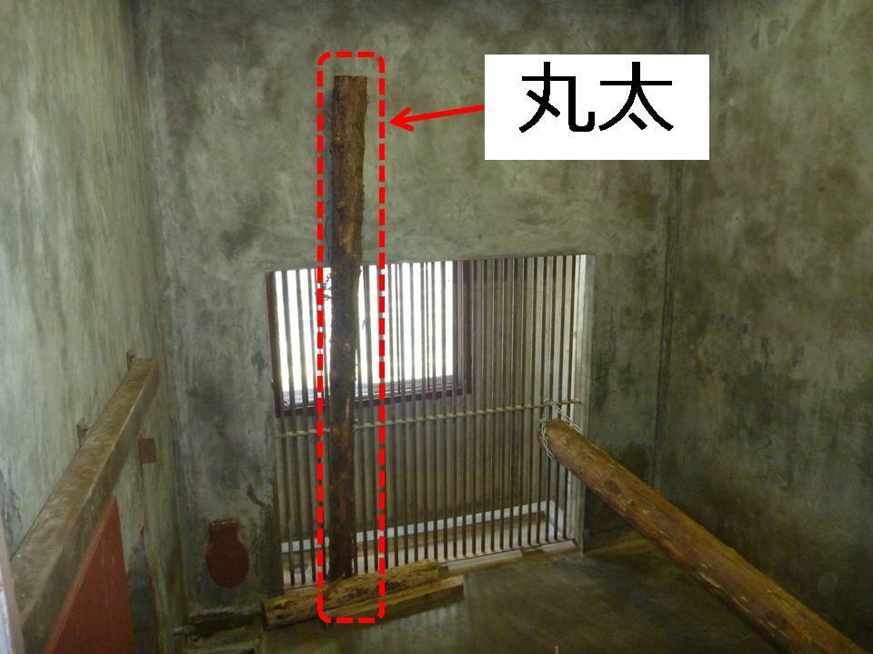 木登りジャガー_c0290504_19501669.jpg