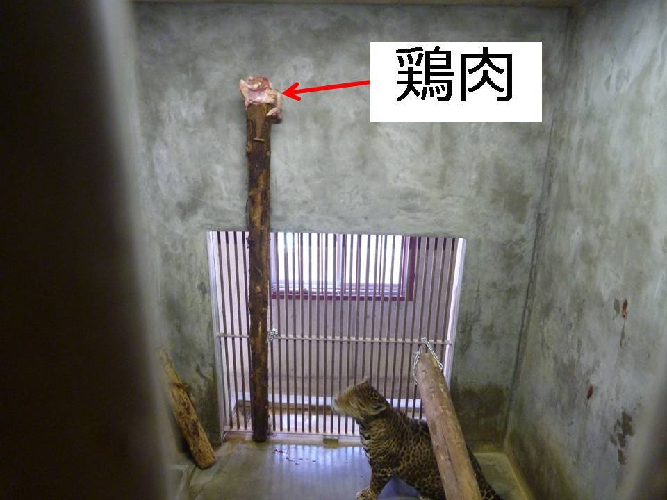 木登りジャガー_c0290504_19510390.jpg