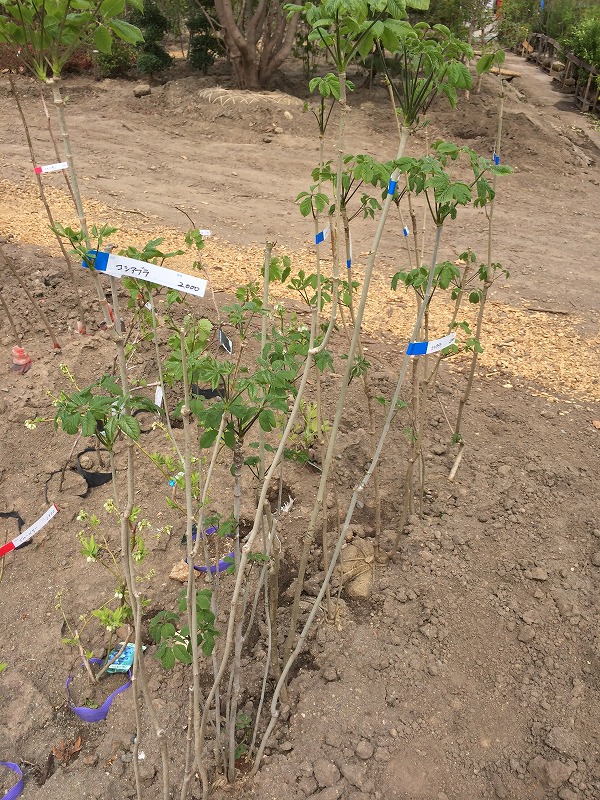 こしあぶら、たらの芽の苗木　　　信州上小森林組合_f0191007_18282882.jpg