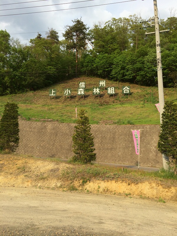 こしあぶら、たらの芽の苗木　　　信州上小森林組合_f0191007_18294746.jpg