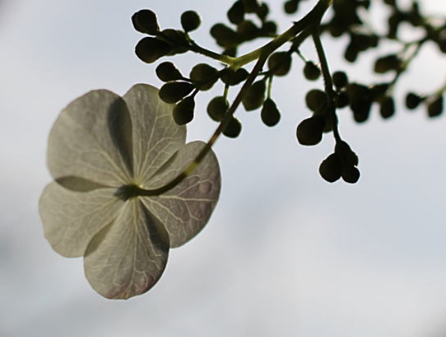 c0178009_10524720.jpg