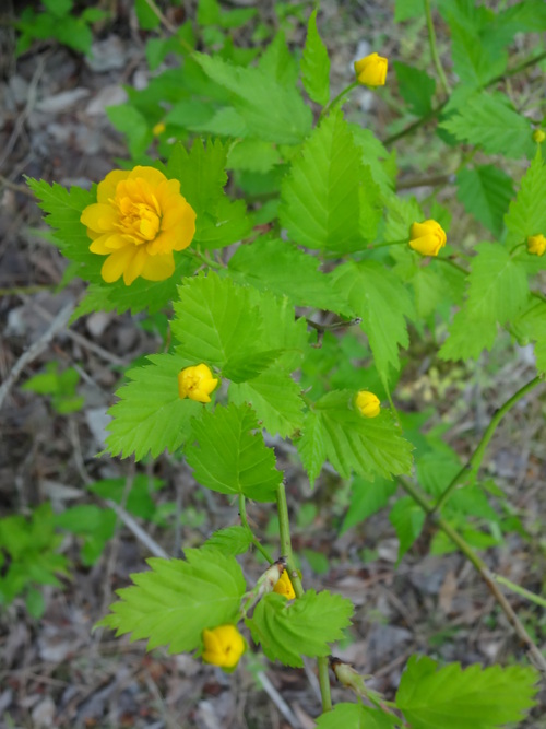 c0279611_20455348.jpg
