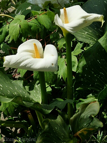 Zantedeschia aethiopica_b0099813_059216.jpg