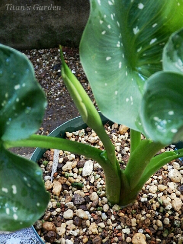 Zantedeschia aethiopica_b0099813_059265.jpg