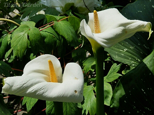 Zantedeschia aethiopica_b0099813_059297.jpg