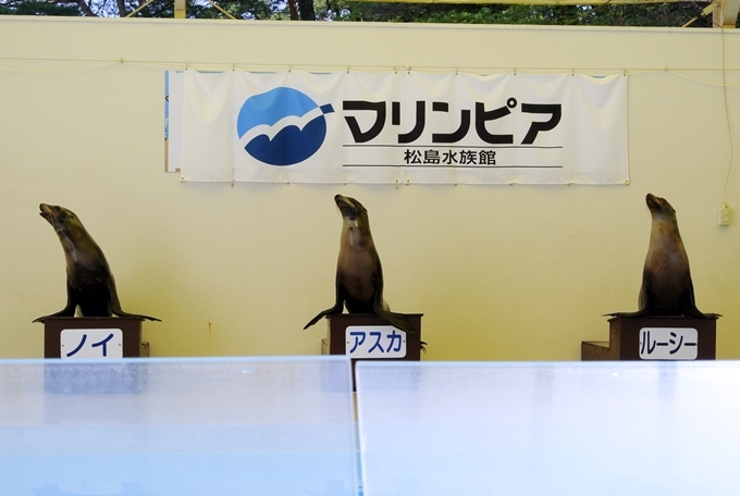 ありがとう！松島水族館！！_d0179113_20252553.jpg