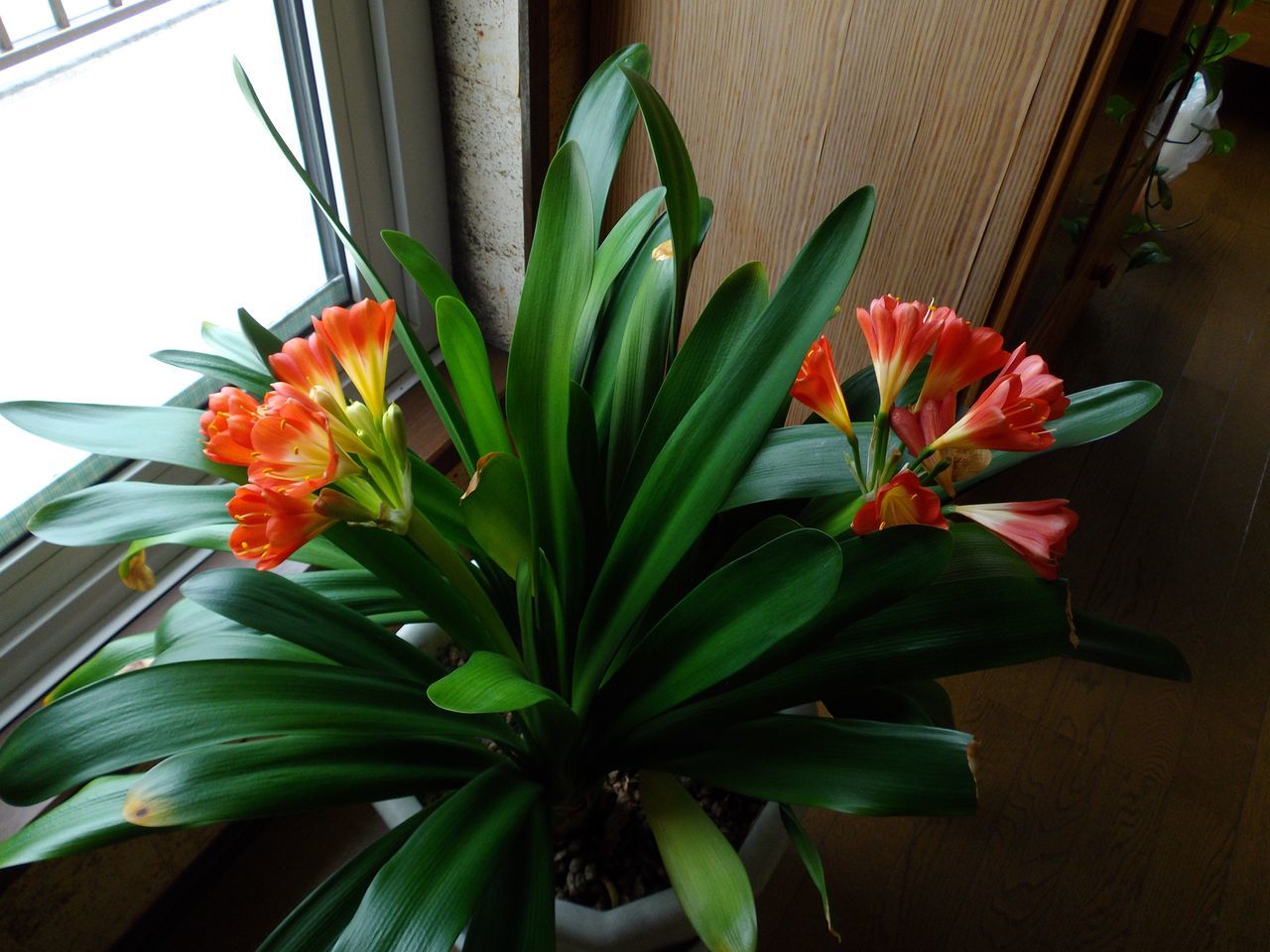 植物の天下_c0025115_22025778.jpg