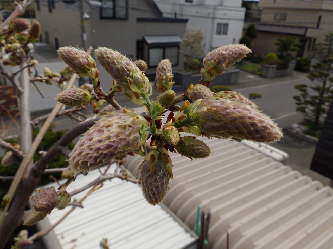 植物の天下_c0025115_22025907.jpg