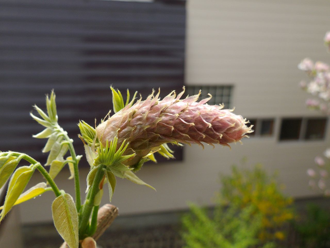 植物の天下_c0025115_22030247.jpg