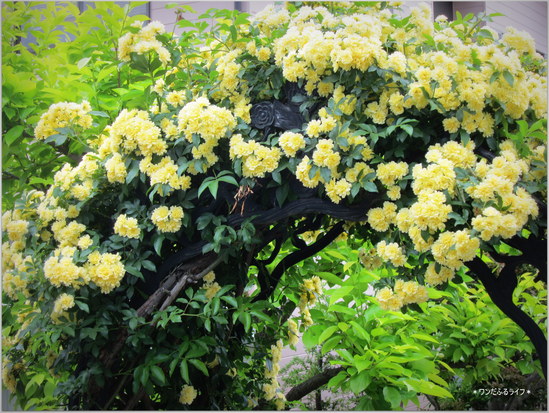 * 咲きましたの *_d0317115_20331743.jpg