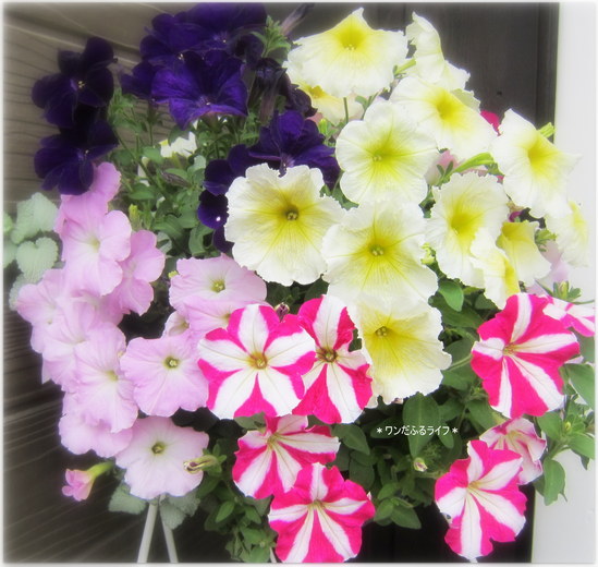 * 咲きましたの *_d0317115_2034176.jpg