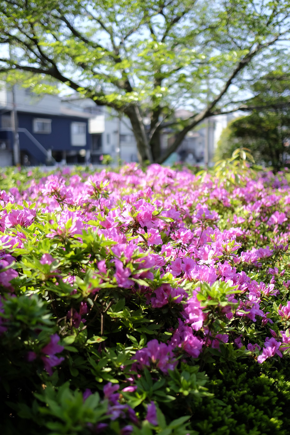 今年のツツジ総集編_e0308416_19505035.jpg