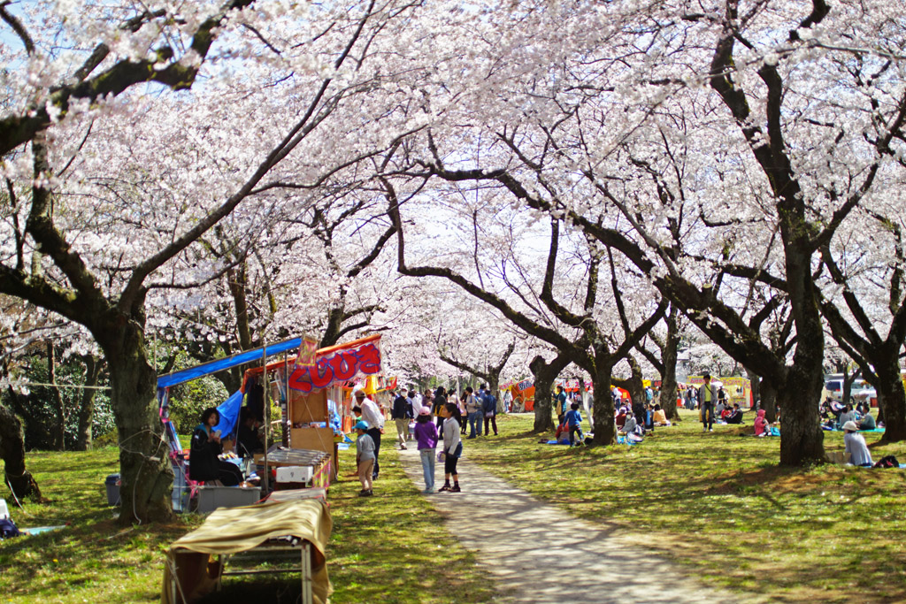 67レンズで桜～千葉県柏市布施あけぼの山公園_c0271718_142448.jpg