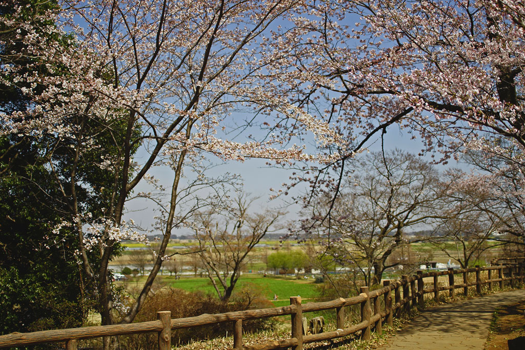 67レンズで桜～千葉県柏市布施あけぼの山公園_c0271718_1443321.jpg