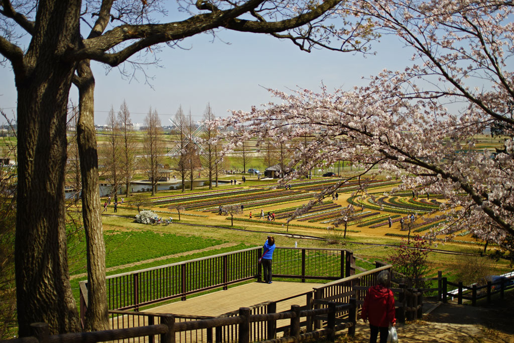 67レンズで桜～千葉県柏市布施あけぼの山公園_c0271718_1462376.jpg