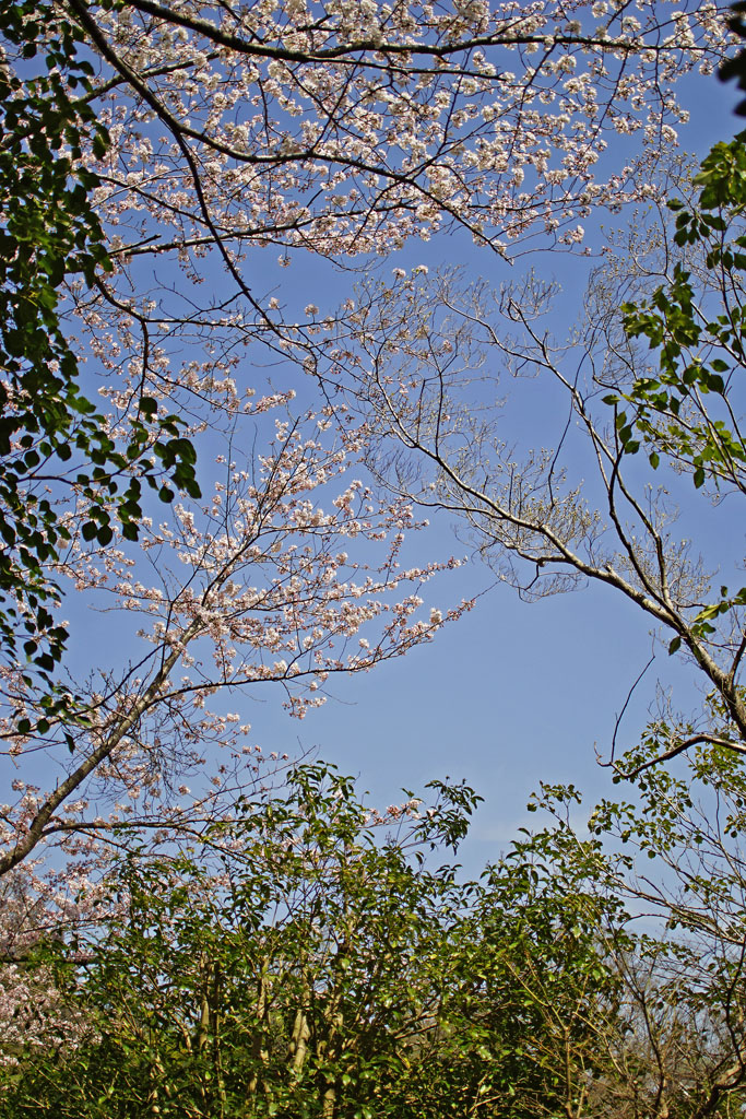 67レンズで桜～千葉県柏市布施あけぼの山公園_c0271718_1482029.jpg