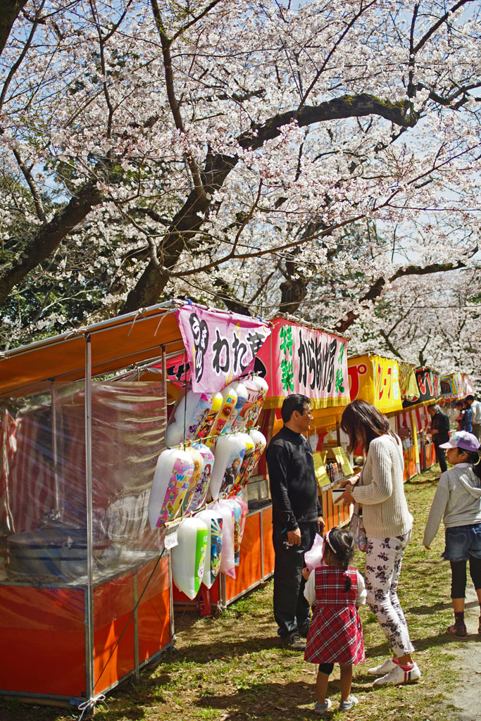 67レンズで桜～千葉県柏市布施あけぼの山公園_c0271718_148431.jpg