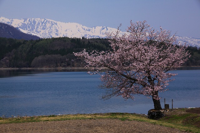 ♪　中綱湖・青木湖の桜　♪_e0242721_7413281.jpg